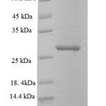 SDS-PAGE separation of QP6650 followed by commassie total protein stain results in a primary band consistent with reported data for SAMHD1. These data demonstrate Greater than 90% as determined by SDS-PAGE.