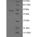 SDS-PAGE separation of QP6653 followed by commassie total protein stain results in a primary band consistent with reported data for Non-specific lipid-transfer protein. These data demonstrate Greater than 90% as determined by SDS-PAGE.