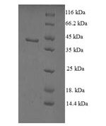 SDS-PAGE separation of QP6653 followed by commassie total protein stain results in a primary band consistent with reported data for Non-specific lipid-transfer protein. These data demonstrate Greater than 90% as determined by SDS-PAGE.