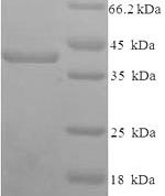 SDS-PAGE separation of QP6655 followed by commassie total protein stain results in a primary band consistent with reported data for Syndecan-1 / SDC1 / CD138. These data demonstrate Greater than 90% as determined by SDS-PAGE.