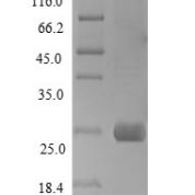 SDS-PAGE separation of QP6656 followed by commassie total protein stain results in a primary band consistent with reported data for Syndecan-1 / SDC1 / CD138. These data demonstrate Greater than 90% as determined by SDS-PAGE.