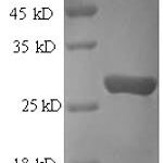 SDS-PAGE separation of QP6660 followed by commassie total protein stain results in a primary band consistent with reported data for Protein transport protein Sec16A. These data demonstrate Greater than 90% as determined by SDS-PAGE.