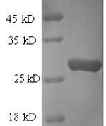 SDS-PAGE separation of QP6660 followed by commassie total protein stain results in a primary band consistent with reported data for Protein transport protein Sec16A. These data demonstrate Greater than 90% as determined by SDS-PAGE.