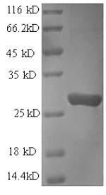 SDS-PAGE separation of QP6660 followed by commassie total protein stain results in a primary band consistent with reported data for Protein transport protein Sec16A. These data demonstrate Greater than 90% as determined by SDS-PAGE.
