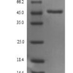 SDS-PAGE separation of QP6666 followed by commassie total protein stain results in a primary band consistent with reported data for SerpinA1 / A1AT. These data demonstrate Greater than 90% as determined by SDS-PAGE.