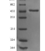 SDS-PAGE separation of QP6666 followed by commassie total protein stain results in a primary band consistent with reported data for SerpinA1 / A1AT. These data demonstrate Greater than 90% as determined by SDS-PAGE.
