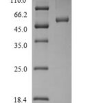 SDS-PAGE separation of QP6669 followed by commassie total protein stain results in a primary band consistent with reported data for SerpinB2 / PAI-2. These data demonstrate Greater than 90% as determined by SDS-PAGE.