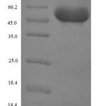 SDS-PAGE separation of QP6670 followed by commassie total protein stain results in a primary band consistent with reported data for SerpinB4. These data demonstrate Greater than 90% as determined by SDS-PAGE.