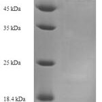 SDS-PAGE separation of QP6672 followed by commassie total protein stain results in a primary band consistent with reported data for SerpinE1 / PAI-1. These data demonstrate Greater than 90% as determined by SDS-PAGE.