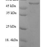 SDS-PAGE separation of QP6677 followed by commassie total protein stain results in a primary band consistent with reported data for Serpin H1. These data demonstrate Greater than 90% as determined by SDS-PAGE.