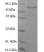 SDS-PAGE separation of QP6677 followed by commassie total protein stain results in a primary band consistent with reported data for Serpin H1. These data demonstrate Greater than 90% as determined by SDS-PAGE.