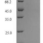 SDS-PAGE separation of QP6680 followed by commassie total protein stain results in a primary band consistent with reported data for Surfactant-associated protein 3. These data demonstrate Greater than 90% as determined by SDS-PAGE.