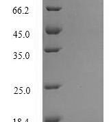 SDS-PAGE separation of QP6680 followed by commassie total protein stain results in a primary band consistent with reported data for Surfactant-associated protein 3. These data demonstrate Greater than 90% as determined by SDS-PAGE.