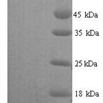 SDS-PAGE separation of QP6682 followed by commassie total protein stain results in a primary band consistent with reported data for Pulmonary surfactant-associated protein C. These data demonstrate Greater than 90% as determined by SDS-PAGE.