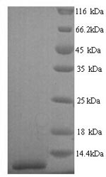 SDS-PAGE separation of QP6682 followed by commassie total protein stain results in a primary band consistent with reported data for Pulmonary surfactant-associated protein C. These data demonstrate Greater than 90% as determined by SDS-PAGE.