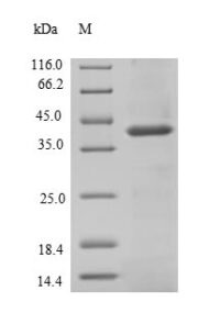 SDS-PAGE separation of QP6685 followed by commassie total protein stain results in a primary band consistent with reported data for Signal-regulatory protein beta-1. These data demonstrate Greater than 90% as determined by SDS-PAGE.