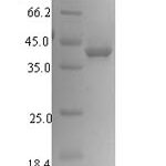 SDS-PAGE separation of QP6687 followed by commassie total protein stain results in a primary band consistent with reported data for SIRPG / SIRP gamma / CD172g. These data demonstrate Greater than 90% as determined by SDS-PAGE.