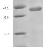 SDS-PAGE separation of QP6692 followed by commassie total protein stain results in a primary band consistent with reported data for Excitatory amino acid transporter 4. These data demonstrate Greater than 90% as determined by SDS-PAGE.