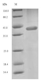 SDS-PAGE separation of QP6692 followed by commassie total protein stain results in a primary band consistent with reported data for Excitatory amino acid transporter 4. These data demonstrate Greater than 90% as determined by SDS-PAGE.