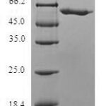 SDS-PAGE separation of QP6693 followed by commassie total protein stain results in a primary band consistent with reported data for SLC25A20. These data demonstrate Greater than 80% as determined by SDS-PAGE.