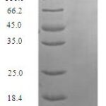 SDS-PAGE separation of QP6696 followed by commassie total protein stain results in a primary band consistent with reported data for Secreted Ly-6 / uPAR-related protein 1. These data demonstrate Greater than 90% as determined by SDS-PAGE.