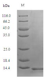 SDS-PAGE separation of QP6696 followed by commassie total protein stain results in a primary band consistent with reported data for Secreted Ly-6 / uPAR-related protein 1. These data demonstrate Greater than 90% as determined by SDS-PAGE.