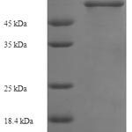 SDS-PAGE separation of QP6697 followed by commassie total protein stain results in a primary band consistent with reported data for Smad3. These data demonstrate Greater than 90% as determined by SDS-PAGE.