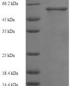 SDS-PAGE separation of QP6697 followed by commassie total protein stain results in a primary band consistent with reported data for Smad3. These data demonstrate Greater than 90% as determined by SDS-PAGE.