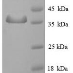 SDS-PAGE separation of QP6700 followed by commassie total protein stain results in a primary band consistent with reported data for SMCP. These data demonstrate Greater than 90% as determined by SDS-PAGE.