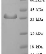 SDS-PAGE separation of QP6700 followed by commassie total protein stain results in a primary band consistent with reported data for SMCP. These data demonstrate Greater than 90% as determined by SDS-PAGE.