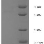 SDS-PAGE separation of QP6701 followed by commassie total protein stain results in a primary band consistent with reported data for Spermine oxidase. These data demonstrate Greater than 90% as determined by SDS-PAGE.