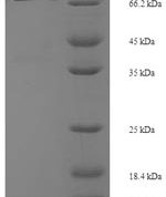 SDS-PAGE separation of QP6701 followed by commassie total protein stain results in a primary band consistent with reported data for Spermine oxidase. These data demonstrate Greater than 90% as determined by SDS-PAGE.