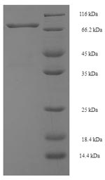 SDS-PAGE separation of QP6701 followed by commassie total protein stain results in a primary band consistent with reported data for Spermine oxidase. These data demonstrate Greater than 90% as determined by SDS-PAGE.