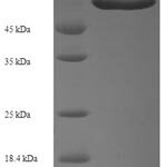 SDS-PAGE separation of QP6708 followed by commassie total protein stain results in a primary band consistent with reported data for Syntaphilin. These data demonstrate Greater than 90% as determined by SDS-PAGE.