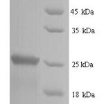 SDS-PAGE separation of QP6711 followed by commassie total protein stain results in a primary band consistent with reported data for Suppressor of cytokine signaling 1. These data demonstrate Greater than 91.1% as determined by SDS-PAGE.