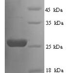 SDS-PAGE separation of QP6713 followed by commassie total protein stain results in a primary band consistent with reported data for Suppressor of cytokine signaling 3. These data demonstrate Greater than 90% as determined by SDS-PAGE.