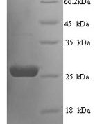 SDS-PAGE separation of QP6713 followed by commassie total protein stain results in a primary band consistent with reported data for Suppressor of cytokine signaling 3. These data demonstrate Greater than 90% as determined by SDS-PAGE.