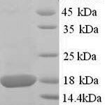 SDS-PAGE separation of QP6715 followed by commassie total protein stain results in a primary band consistent with reported data for SOD1 / Superoxide Dismutase. These data demonstrate Greater than 90% as determined by SDS-PAGE.