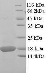 SDS-PAGE separation of QP6715 followed by commassie total protein stain results in a primary band consistent with reported data for SOD1 / Superoxide Dismutase. These data demonstrate Greater than 90% as determined by SDS-PAGE.