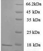 SDS-PAGE separation of QP6716 followed by commassie total protein stain results in a primary band consistent with reported data for Sortilin. These data demonstrate Greater than 90% as determined by SDS-PAGE.