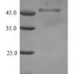 SDS-PAGE separation of QP6718 followed by commassie total protein stain results in a primary band consistent with reported data for Transcription factor SOX-2. These data demonstrate Greater than 90% as determined by SDS-PAGE.