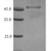 SDS-PAGE separation of QP6718 followed by commassie total protein stain results in a primary band consistent with reported data for Transcription factor SOX-2. These data demonstrate Greater than 90% as determined by SDS-PAGE.
