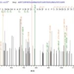 SEQUEST analysis of LC MS/MS spectra obtained from a run with QP6719 identified a match between this protein and the spectra of a peptide sequence that matches a region of Hyaluronidase PH-20.