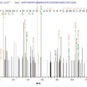 SEQUEST analysis of LC MS/MS spectra obtained from a run with QP6719 identified a match between this protein and the spectra of a peptide sequence that matches a region of Hyaluronidase PH-20.
