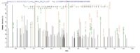 SEQUEST analysis of LC MS/MS spectra obtained from a run with QP6719 identified a match between this protein and the spectra of a peptide sequence that matches a region of Hyaluronidase PH-20.