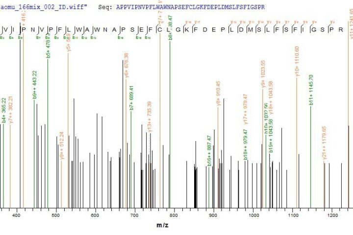 SEQUEST analysis of LC MS/MS spectra obtained from a run with QP6719 identified a match between this protein and the spectra of a peptide sequence that matches a region of Hyaluronidase PH-20.
