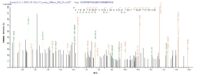 Additional SEQUEST analysis of the LC MS/MS spectra from QP6719 identified an additional between this protein and the spectra of another peptide sequence that matches a region of Hyaluronidase PH-20 confirming successful recombinant synthesis.