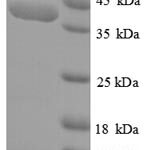 SDS-PAGE separation of QP6720 followed by commassie total protein stain results in a primary band consistent with reported data for SPEG / APEG-1. These data demonstrate Greater than 90% as determined by SDS-PAGE.