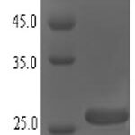 SDS-PAGE separation of QP6723 followed by commassie total protein stain results in a primary band consistent with reported data for Small proline-rich protein 2A. These data demonstrate Greater than 90% as determined by SDS-PAGE.