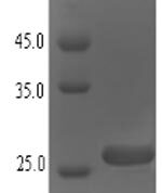 SDS-PAGE separation of QP6723 followed by commassie total protein stain results in a primary band consistent with reported data for Small proline-rich protein 2A. These data demonstrate Greater than 90% as determined by SDS-PAGE.